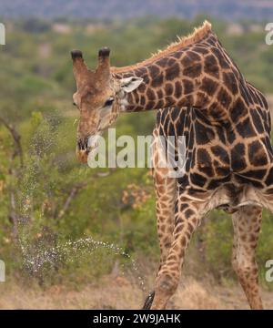 Tiere trinken Wasser aus einem Wasserloch in der Trockenheit und Dürre; große Langhalsgiraffe beugt sich nach unten, um Wasser zu trinken und hebt den Kopf nach oben Stockfoto