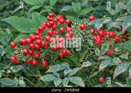 Nahaufnahme der schönen und hellen wilden roten Beeren, die an einem Busch mit grünen Blättern hängen Stockfoto