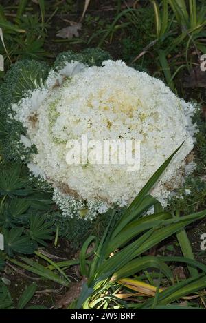 Ein Nahbild einer Kugelfischhortensie-Blüte zur Dekoration Stockfoto