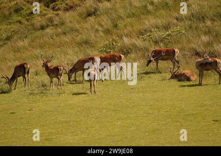 Rotwild (Cervus elaphus) auf der Isle of Jura, einer inneren hebridischen Insel in Schottland, Großbritannien Stockfoto