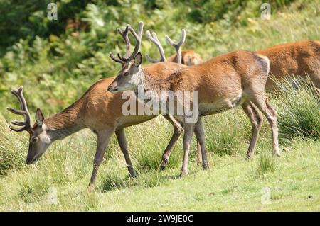 Rotwild (Cervus elaphus) auf der Isle of Jura, einer inneren hebridischen Insel in Schottland, Großbritannien Stockfoto