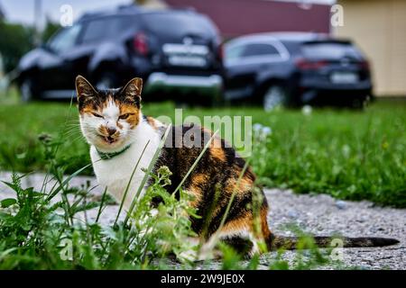 Lippen einer grinsenden Calico-Katze, während sie auf einem Betoneingangsweg vor Autos sitzt, die auf Gras geparkt sind. Stockfoto