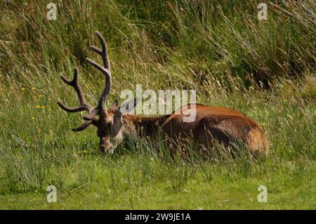 Rotwild (Cervus elaphus) auf der Isle of Jura, einer inneren hebridischen Insel in Schottland, Großbritannien Stockfoto