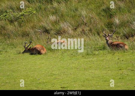 Rotwild (Cervus elaphus) auf der Isle of Jura, einer inneren hebridischen Insel in Schottland, Großbritannien Stockfoto