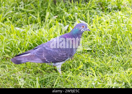 Eine Steintaube, Steintaube oder gewöhnliche Taube (Columba Livia) auf dem grünen Gras Stockfoto