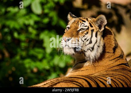 Sibirischer Tiger (Panthera tigris altaica), liegend, Porträt, Abendlicht, gefangen, Deutschland Stockfoto