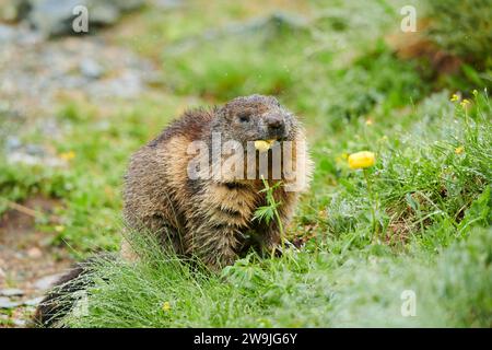 Alpenmurmeltier (Marmota marmota) isst Globeflower (Trollius europaeus) im Frühsommer auf einer Wiese, Großglockner, Nationalpark hohe Tauern, Österreich Stockfoto