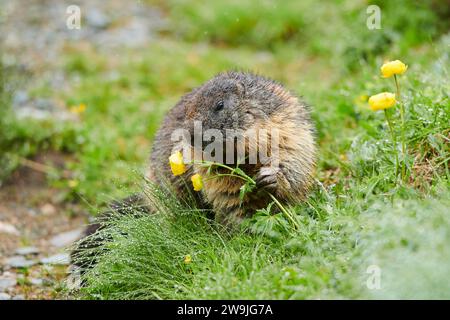 Alpenmurmeltier (Marmota marmota) isst Globeflower (Trollius europaeus) im Frühsommer auf einer Wiese, Großglockner, Nationalpark hohe Tauern, Österreich Stockfoto