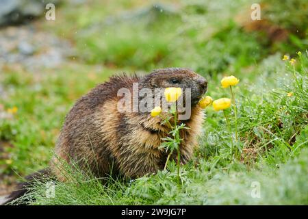 Alpenmurmeltier (Marmota marmota) isst Globeflower (Trollius europaeus) im Frühsommer auf einer Wiese, Großglockner, Nationalpark hohe Tauern, Österreich Stockfoto