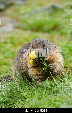 Alpenmurmeltier (Marmota marmota) isst Globeflower (Trollius europaeus) im Frühsommer auf einer Wiese, Großglockner, Nationalpark hohe Tauern, Österreich Stockfoto