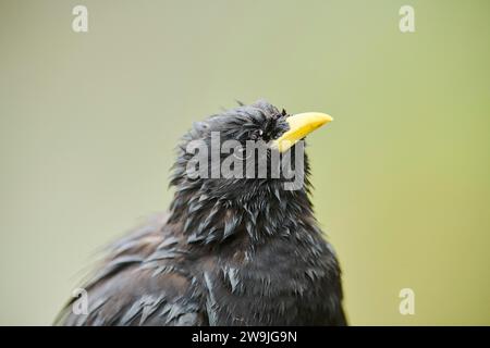 Porträt des Pyrrhocorax graculus, Großglockner, Nationalpark hohe Tauern, Österreich Stockfoto