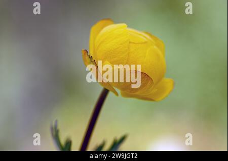 Globeflower (Trollius europaeus), Oberbayern, Bayern, Deutschland Stockfoto