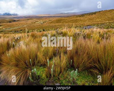 Paramo-Landschaft im Antisana-Nationalpark, Provinz Napo, Ecuador Stockfoto