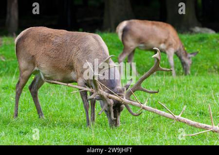 Rothirsch (Cervus elaphus) spielt mit einer toten Tanne, Hirsch, Gefangener, Baden-Württemberg, Deutschland Stockfoto