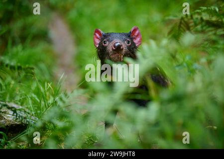 Tasmanischer Teufel (Sarcophilus harrisii), der neugierig durch dicht grünes Laub blickt, gefangen, Deutschland Stockfoto