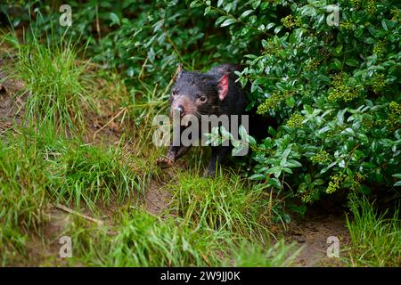 Tasmanischer Teufel (Sarcophilus harrisii), der aufmerksam von Büschen durch das grüne Gras läuft, gefangen in Deutschland Stockfoto