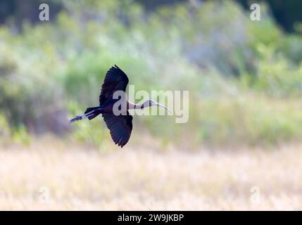 Hochglanz-Ibis im Flug Wintergefieder Stockfoto