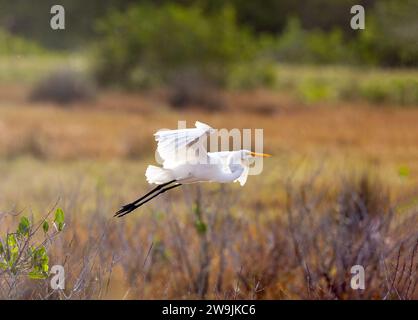 Great Egret Flug Mit Hintergrundbeleuchtung Stockfoto
