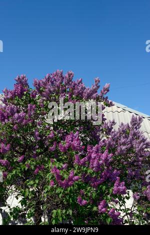 Nahaufnahme des blühenden gemeinsamen Fliederstrauchs mit vielen Panicles auf Asbest-Zement-Wellen-Dach-Hintergrund. Stockfoto