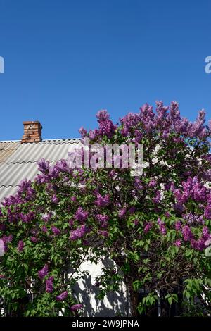 Nahaufnahme des blühenden gemeinsamen Fliederstrauchs mit vielen Panicles auf Asbest-Zement-Wellen-Dach-Hintergrund. Stockfoto