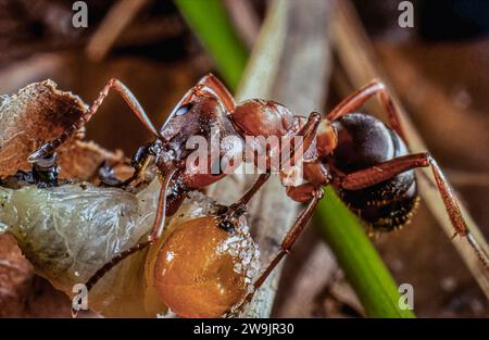 Red Wood Ant, Southern Wood Ant oder Horse Ant (Formica rufa) auf der Jagd Stockfoto