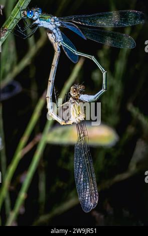 Paarung Weißbeinige Damselfliege oder Blaues Federbein (Platycnemis pennipes) Stockfoto
