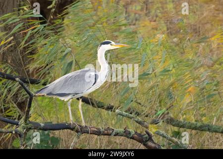 Nahaufnahme eines beobachtenden verdächtigen Großreihers, Ardea cinerea, der auf einem Zweig einer gefallenen Weide über einem Graben steht und auf Jagd wartet Stockfoto