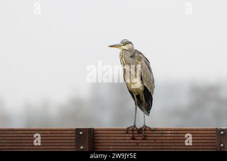 Wunderschönes Porträt eines beobachtenden mit Augenkontakt Graureiher, Ardea cinerea, stehend auf einem Holzzaun vor verschwommenem Hintergrund Stockfoto