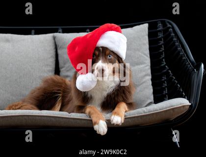 Brauner Hund zwischen Herbstlaub Stockfoto