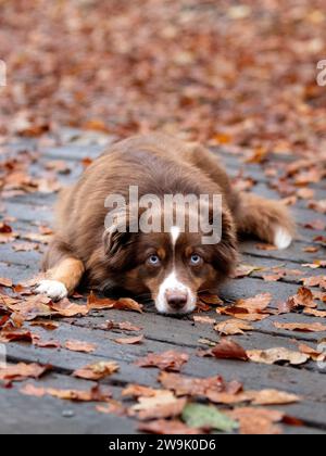 Brauner Hund zwischen Herbstlaub Stockfoto