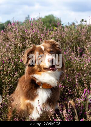 Brauner Hund zwischen Herbstlaub Stockfoto