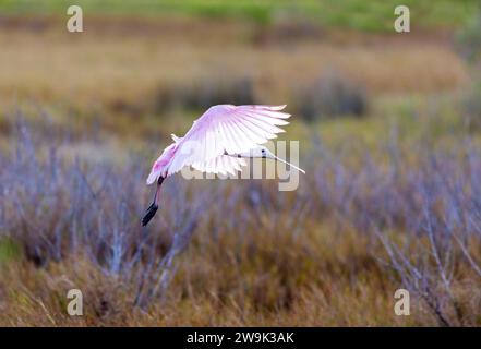 Rosenlöffelschnabel Juvenile Landung Stockfoto
