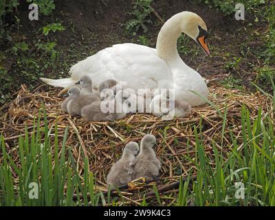 Stummschwan (Cygnus olor) mit 7 Zygneten (2 davon kämpfen um die Neststruktur) am Schilfnest in England Großbritannien Stockfoto