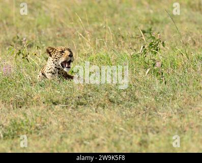 Leopard (wissenschaftlicher Name: Panthera pardus oder „Chui“ in Swaheli) versteckt sich im Gras des Serengeti-Nationalparks in Tansania Stockfoto