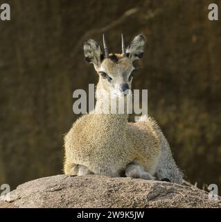 Nahaufnahme von Klipspringer (wissenschaftlicher Name: Oreotragus oreotragus oder „Mbuzi Mawe“ in Swaheli) im Serengeti Nationalpark in Mbalageti, Tansania Stockfoto