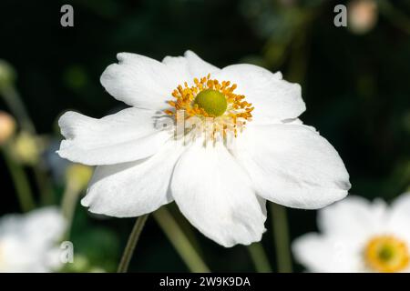 Anemone x Hybrida 'Honorine Jobert' eine weiße krautige mehrjährige Sommer Herbst Blume Pflanze allgemein bekannt als japanische Anemone, Stock Foto Bild Stockfoto