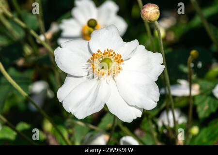 Anemone x Hybrida 'Honorine Jobert' eine weiße krautige mehrjährige Sommer Herbst Blume Pflanze allgemein bekannt als japanische Anemone, Stock Foto Bild Stockfoto