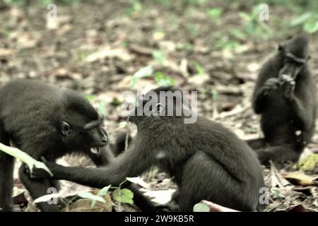 Jungtiere von Haubenmakaken (Macaca nigra) haben soziale Aktivität, indem sie physische Kontakte auf dem Boden im Tangkoko-Wald in Nord-Sulawesi, Indonesien führen. Ein forschungsartikel von Nia Parry-Howells, der im Mai 2023 vom International Journal of Primatology veröffentlicht wurde, zeigte, dass Haubenmakaken mit hoher „Soziabilität“ und „Dominanz“-Bedingung höchstwahrscheinlich die Individuen sind, die sich im „Wohlbefinden“-Zustand befinden. Die Forschung, obwohl sie im Zoo durchgeführt wurde, bestätigte die Existenz eines gleichen Musters, das den Individuen in der Wildnis vorkommt, wo soziale... Stockfoto