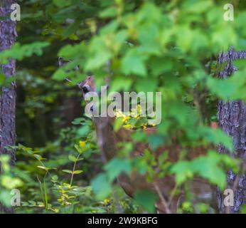 Weißschwanzkuh blickt aus der Vegetation in einem Wald im Norden von Wisconsin heraus. Stockfoto