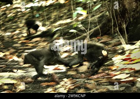 Jungtiere von Haubenmakaken (Macaca nigra) werden fotografiert, während sie soziale Aktivitäten ausüben, indem sie physische Kontakte am Boden im Tangkoko-Wald in Nord-Sulawesi, Indonesien, machen. Ein forschungsartikel von Nia Parry-Howells, der im Mai 2023 vom International Journal of Primatology veröffentlicht wurde, zeigte, dass Haubenmakaken mit hoher „Soziabilität“ und „Dominanz“-Bedingung höchstwahrscheinlich die Individuen sind, die sich im „Wohlbefinden“-Zustand befinden. Die Forschung, obwohl sie im Zoo durchgeführt wurde, bestätigte die Existenz eines gleichen Musters, das den Individuen in... Stockfoto