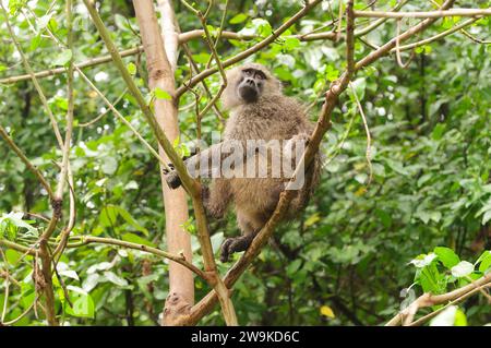 Olivenpaan auf einem Baum (wissenschaftlicher Name: papio anubis oder Nyani in Swaheli) im Lake Manyara National Park, Tansania Stockfoto