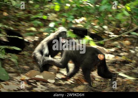 Jungtiere von Haubenmakaken (Macaca nigra) werden fotografiert, während sie soziale Aktivitäten ausüben, indem sie physische Kontakte am Boden im Tangkoko-Wald in Nord-Sulawesi, Indonesien, machen. Ein forschungsartikel von Nia Parry-Howells, der im Mai 2023 vom International Journal of Primatology veröffentlicht wurde, zeigte, dass Haubenmakaken mit hoher „Soziabilität“ und „Dominanz“-Bedingung höchstwahrscheinlich die Individuen sind, die sich im „Wohlbefinden“-Zustand befinden. Die Forschung, obwohl sie im Zoo durchgeführt wurde, bestätigte die Existenz eines gleichen Musters, das den Individuen in... Stockfoto