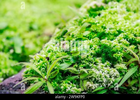 Hellgrünes Nahbild fleischfressender Pflanzen in der Natur Stockfoto