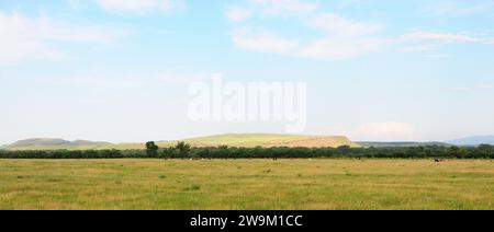 Panoramaaufnahme eines weiten Feldes mit einer Herde von Kühen und Pferden, die am Rande eines Waldes weiden, und einer Reihe von hohen, sanften Hügeln im Hintergrund. Mou Stockfoto