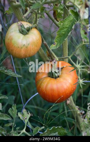 Nahaufnahme von großen Beefsteak-Tomaten, die im Garten wachsen, mit grünen Blättern, die an der Rebe hängen Stockfoto