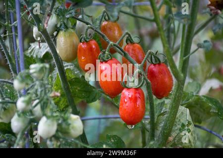Ein Nahaufnahme von Gruppen von bunten Kirschtomaten mit grünen Blättern, die an den Reben hängen Stockfoto