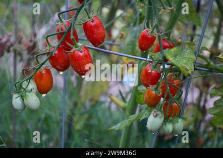 Eine Kirschtomatenpflanze mit einer Gruppe reifer und roter Kirschtomaten Stockfoto