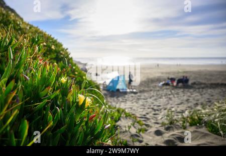 Die Leute bauen Zelte auf und picknicken am Muriwai Beach. Selektiver Fokus auf die gelbe Blume im Vordergrund. Auckland. Stockfoto