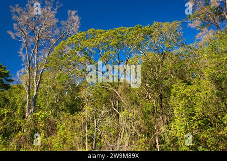 Der antike Wald entlang des Kipukapuaulu Trail, Hawaii Volcanoes National Park, Hawaii Stockfoto