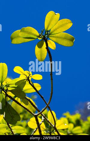 Holei (Ochrosia) entlang des Kipukapuaulu Trail, Hawaii Volcanoes National Park Stockfoto